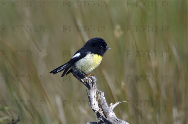 New Zealand tomtit, or Miromiro, Petroica macrocephela