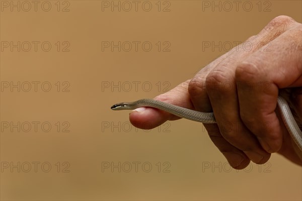 Tiny Spirit ground snake crawls over the index finger and hand of a man against ocher background,