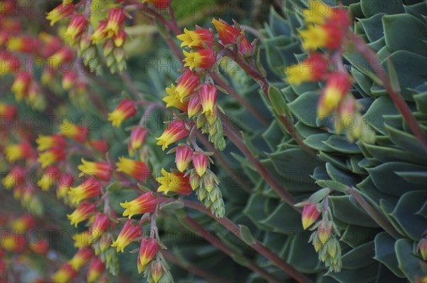 Ice plant flowers on side of patio planter