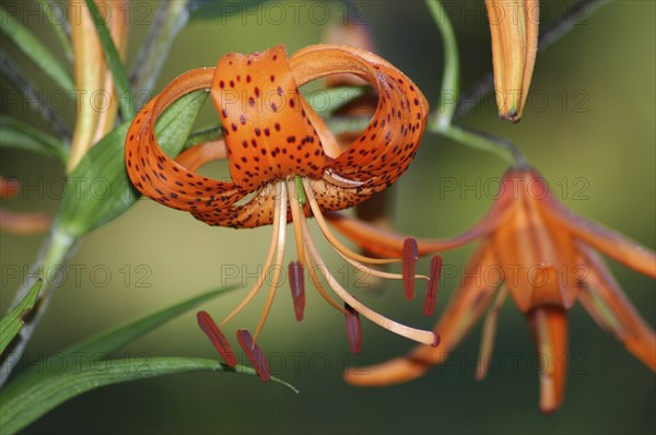 Orange tiger lily in garden setting