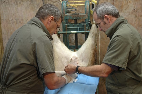 GREYMOUTH, NEW ZEALAND, CIRCA 2006: Vets implant an embryo into a surrogate hind during an embryo