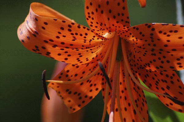 Closeup of orange tiger lily
