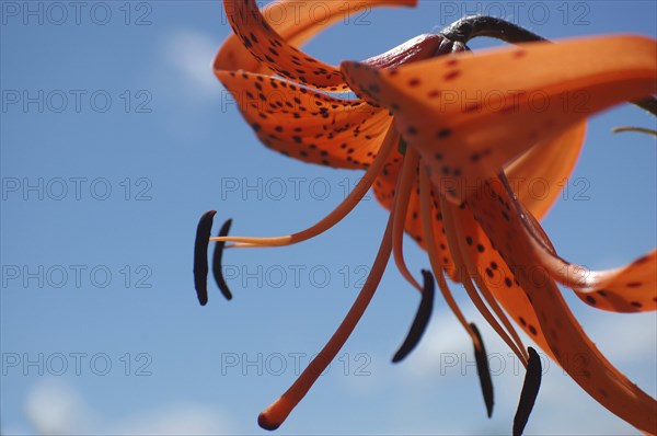 Orange tiger lily side-on with blue sky background