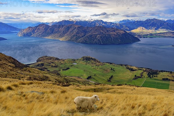 View of Lake Wanaka with a sheep on hill, South Island, New Zealand, Oceania