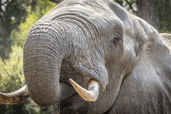 African elephant (Loxodonta africana) drinking, portrait, Manyeleti Game Reserve, South Africa,