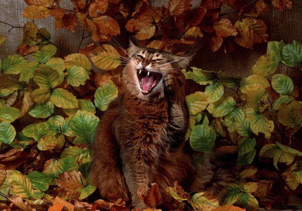 Somali cat, wild coloured, 3 years old