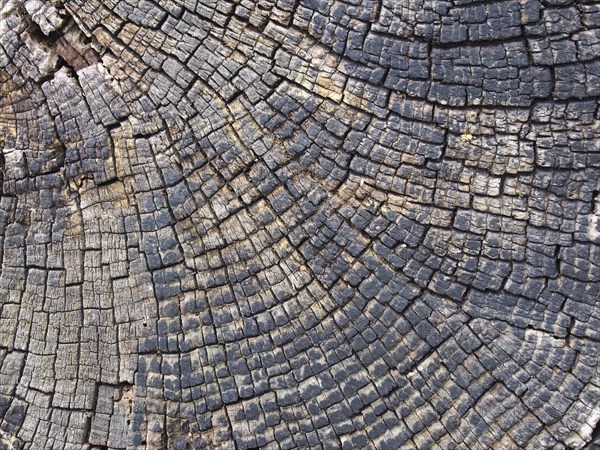 Old cracked timber surface with tree rings and lines in a geometric concentric pattern