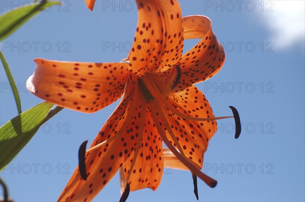 Orange tiger lily backlit on blue sky background
