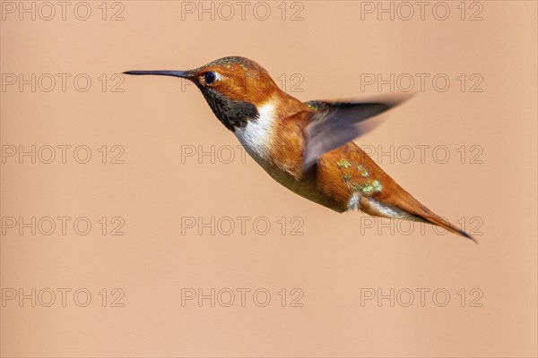 Hummingbird
