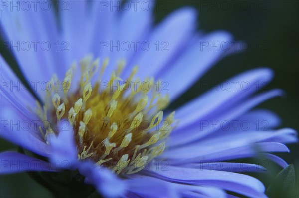 Closeup of dimorphotheca flower