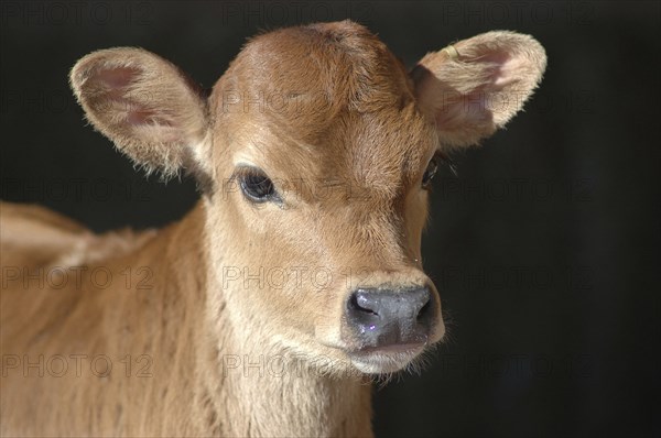Portrait of Jersey calf