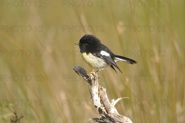 New Zealand tomtit, or Miromiro, Petroica macrocephela