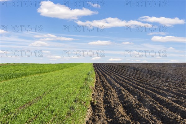Plowed and sown fields under blue sky and white clouds