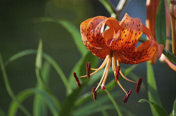 Orange tiger lily in garden setting
