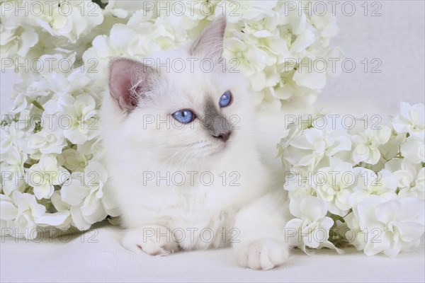 SACRED CAT OF BIRMA, SACRED BIRMAN CAT, BIRMAN CAT, KITTEN