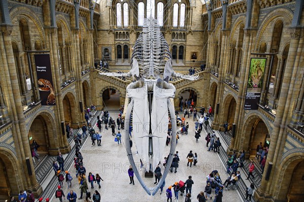 The interior of Natural History Museum with whale skeleton, London, United Kingdom, Europe