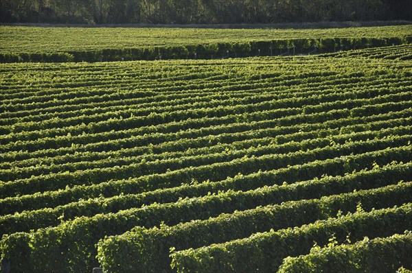Well-groomed vinyard in Marlborough, New Zealand, Oceania