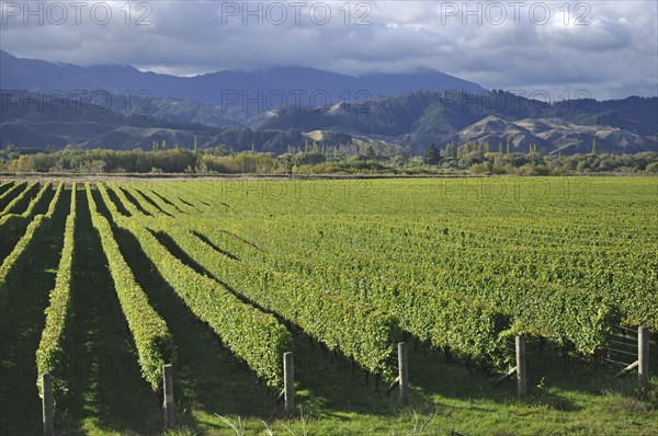 Well-groomed vinyard in Marlborough, New Zealand, Oceania