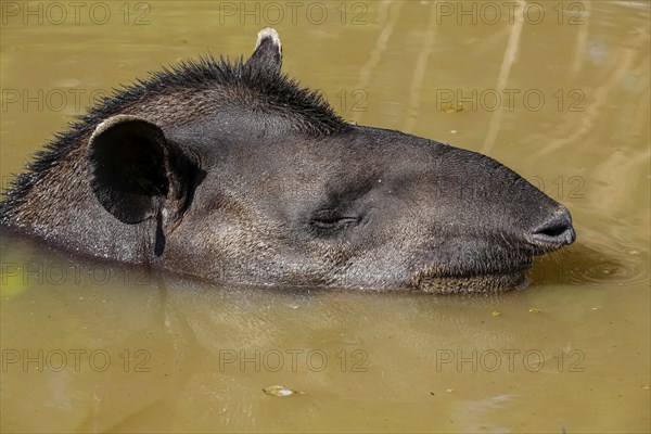 Close-up of a Tapir resting in a muddy pond, facing to camera, Pantanal Wetlands, Mato Grosso,