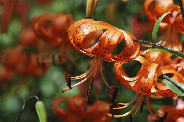 Orange tiger lilies in garden setting