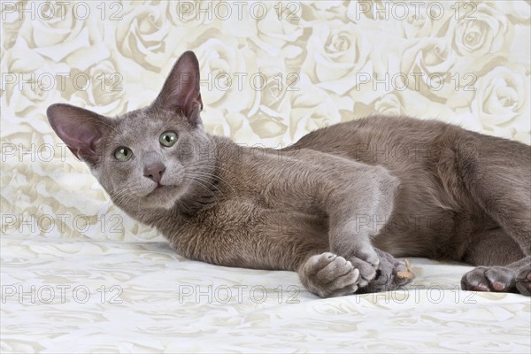 1 year old tomcat, playing with a stuffed mouse