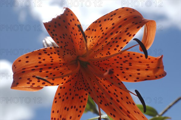 Orange tiger lily backlit on blue sky background