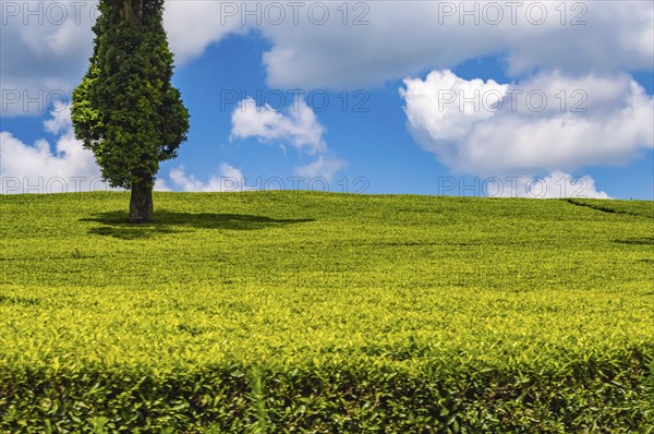 Field of tea leaves as far as the eye can see near Thika in central Kenya