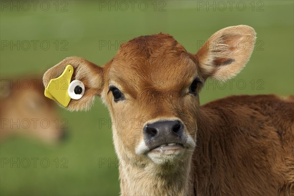 Cute Jersey calf, Westland, New Zealand, Oceania