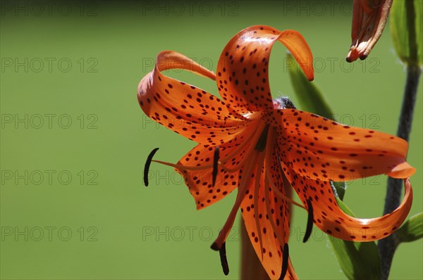 Orange tiger lily backlit on green background