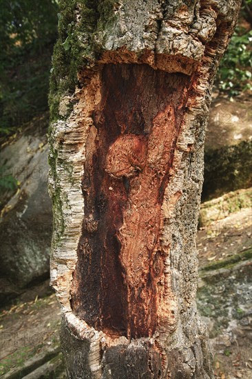 Cork oak, here in Portugal, a piece of the bark cut out