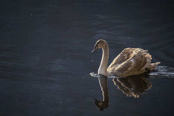 A young swan (Cygnus) with brown plumage on a lake. Reflection