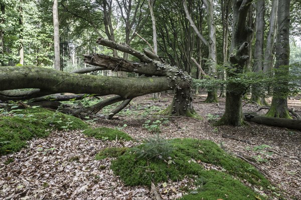 Bent copper beech (Fagus sylvatica) with tinder fungus (Fomes fomentarius), Emsland, Lower Saxony,