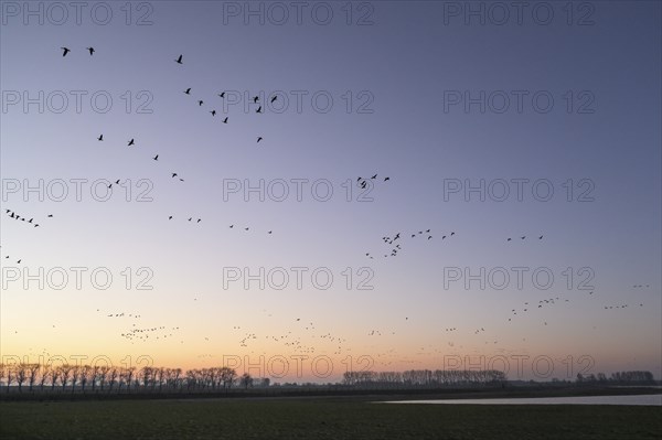White-fronted goose (Anser albifrons), flock of geese taking off, from the roost, at sunrise,
