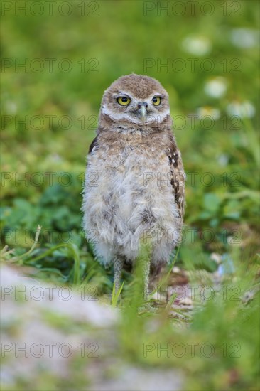 Burrowing Owl (Speotyto cunicularia), young bird in meadow near nesting cave, Pembroke Pines,