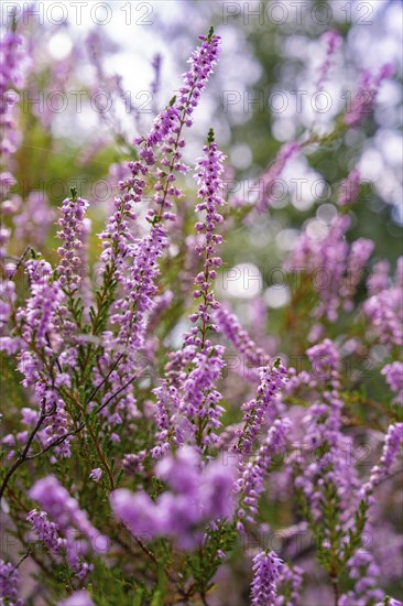 Purple blooming flowers in nature with blurred background elements, Harz Mountains, Germany, Europe
