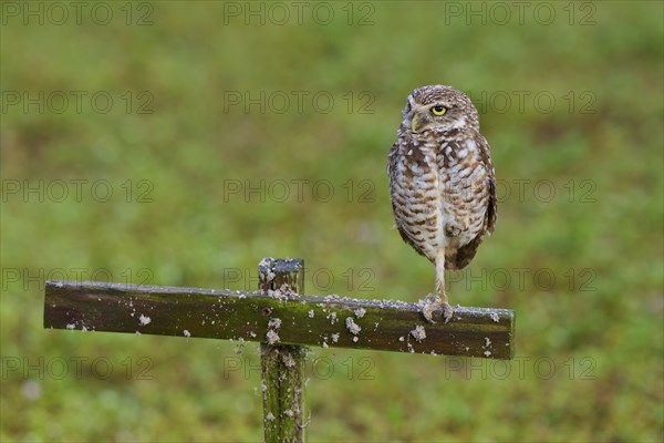 Burrowing Owl (Speotyto cunicularia), adult sits on wooden cross in meadow, Pembroke Pines,