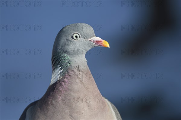 Wood pigeon (Columba palumbus), portrait, in the snow, winter feeding, Oberhausen, Ruhr area, North
