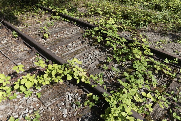 Track of a disused railway line, overgrown with greenery, Landschaftspark Duisburg-Nord, Duisburg,