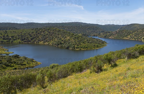 Curvy river surrounded by green hills and yellow flowers in summer, River Tiétar, Tietar, Monfragüe