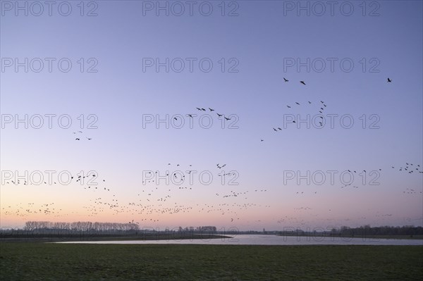 White-fronted goose (Anser albifrons), flock of geese taking off, from the roost, at sunrise,