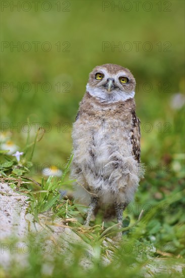 Burrowing Owl (Speotyto cunicularia), young bird in meadow near nesting cave, Pembroke Pines,