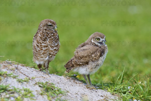 Burrowing Owl (Speotyto cunicularia), adult and young bird in meadow near nesting cave, Pembroke