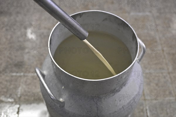 Filling milk Milk can