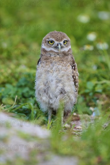 Burrowing Owl (Speotyto cunicularia), young bird in meadow near nesting cave, Pembroke Pines,