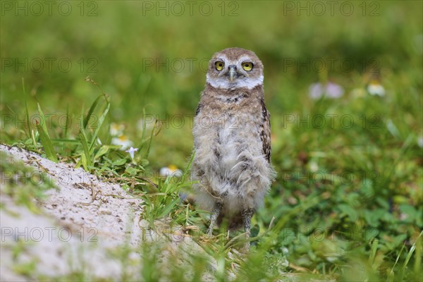 Burrowing Owl (Speotyto cunicularia), young bird in meadow near nesting cave, Pembroke Pines,