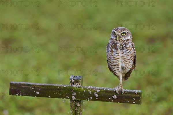Burrowing Owl (Speotyto cunicularia), adult sits on wooden cross in meadow, Pembroke Pines,
