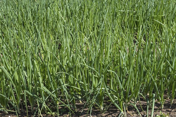 Common onions (Allium cepa), in a bed, vegetable patch, garden bed, Alsace, France, Europe