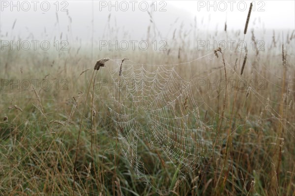 Spider's web, meadow, morning, dewdrops, fog, North Rhine-Westphalia, Germany, The spider's web in