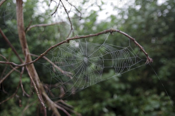 Spider web, Landscape, Morning, Forest, Germany, The spider web of a wheel web spider was woven