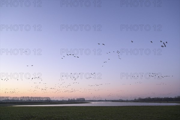 White-fronted goose (Anser albifrons), flock of geese taking off, from the roost, at sunrise,